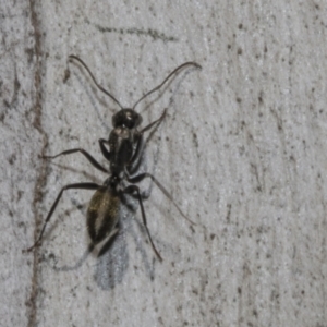 Camponotus aeneopilosus at Bruce, ACT - 16 Sep 2023