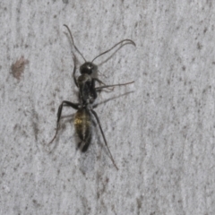 Camponotus aeneopilosus at Bruce, ACT - 16 Sep 2023