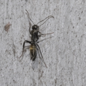 Camponotus aeneopilosus at Bruce, ACT - 16 Sep 2023 09:37 AM