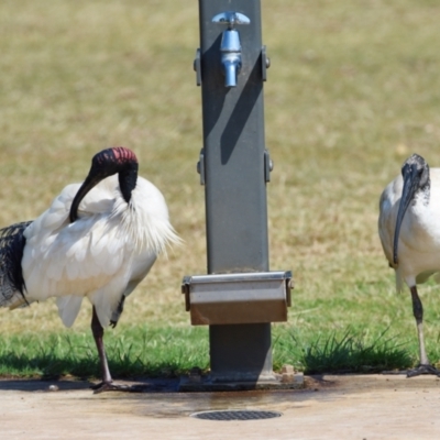 Threskiornis molucca (Australian White Ibis) at Wellington Point, QLD - 7 Sep 2023 by PJH123