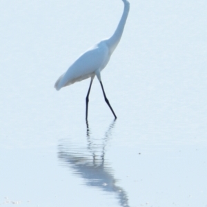 Ardea alba at Wellington Point, QLD - 7 Sep 2023 10:49 AM