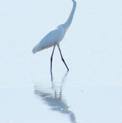 Ardea alba (Great Egret) at Wellington Point, QLD - 7 Sep 2023 by PJH123