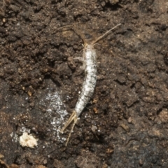 Lepismatidae (family) (A silverfish) at Bruce Ridge - 16 Sep 2023 by AlisonMilton