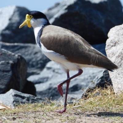 Vanellus miles (Masked Lapwing) at Wellington Point, QLD - 7 Sep 2023 by PJH123