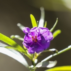 Solanum linearifolium (Kangaroo Apple) at Bruce, ACT - 16 Sep 2023 by AlisonMilton