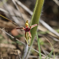 Caladenia actensis (Canberra Spider Orchid) at Mount Majura - 16 Sep 2023 by HaukeKoch