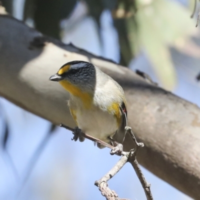 Pardalotus striatus (Striated Pardalote) at Bruce, ACT - 16 Sep 2023 by AlisonMilton