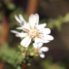 Olearia microphylla (Olearia) at Bruce Ridge to Gossan Hill - 16 Sep 2023 by ConBoekel