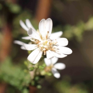 Olearia microphylla at Bruce, ACT - 16 Sep 2023