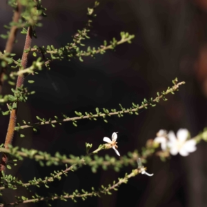 Olearia microphylla at Bruce, ACT - 16 Sep 2023 11:11 AM