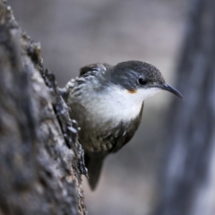 Cormobates leucophaea (White-throated Treecreeper) at Bruce Ridge to Gossan Hill - 16 Sep 2023 by AlisonMilton