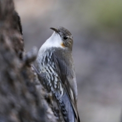 Cormobates leucophaea at Bruce, ACT - 16 Sep 2023