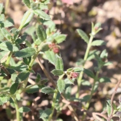 Gonocarpus tetragynus (Common Raspwort) at Bruce Ridge to Gossan Hill - 16 Sep 2023 by ConBoekel