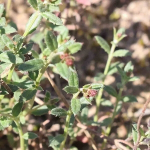 Gonocarpus tetragynus at Bruce, ACT - 16 Sep 2023 11:24 AM