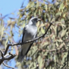 Coracina novaehollandiae (Black-faced Cuckooshrike) at Bruce, ACT - 16 Sep 2023 by AlisonMilton