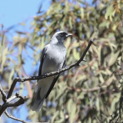 Coracina novaehollandiae (Black-faced Cuckooshrike) at Bruce, ACT - 16 Sep 2023 by AlisonMilton