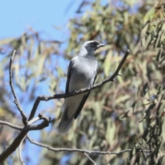 Coracina novaehollandiae at Bruce, ACT - 16 Sep 2023 10:57 AM