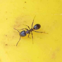 Formicidae (family) (Unidentified ant) at Bruce Ridge - 16 Sep 2023 by ConBoekel