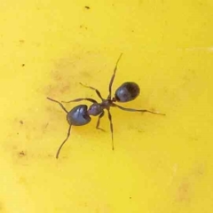 Formicidae (family) (Unidentified ant) at Bruce Ridge to Gossan Hill - 16 Sep 2023 by ConBoekel