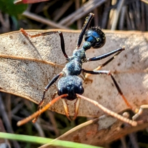 Myrmecia tarsata at Majura, ACT - 16 Sep 2023