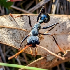 Myrmecia tarsata (Bull ant or Bulldog ant) at Majura, ACT - 16 Sep 2023 by HelenCross