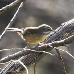 Sericornis frontalis (White-browed Scrubwren) at Bruce, ACT - 16 Sep 2023 by AlisonMilton