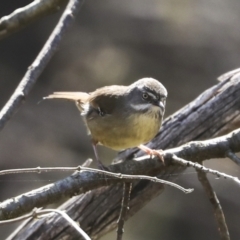 Sericornis frontalis at Bruce, ACT - 16 Sep 2023 11:03 AM