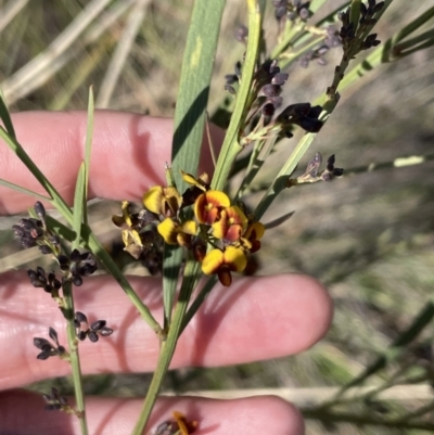 Daviesia leptophylla (Slender Bitter Pea) at Mount Majura - 16 Sep 2023 by HaukeKoch