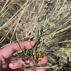 Daviesia leptophylla at Majura, ACT - 16 Sep 2023 01:57 PM