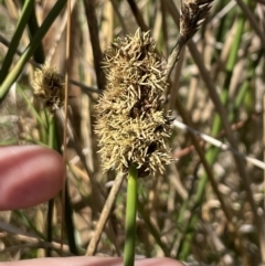 Carex tereticaulis (Poongort) at Mount Majura - 16 Sep 2023 by HaukeKoch