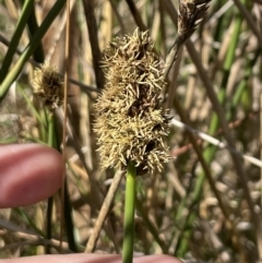 Carex tereticaulis (Poongort) at Majura, ACT - 16 Sep 2023 by HaukeKoch