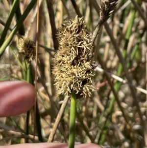 Carex tereticaulis at Majura, ACT - 16 Sep 2023