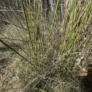 Carex tereticaulis at Majura, ACT - 16 Sep 2023