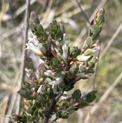 Brachyloma daphnoides (Daphne Heath) at Mount Majura - 16 Sep 2023 by HaukeKoch