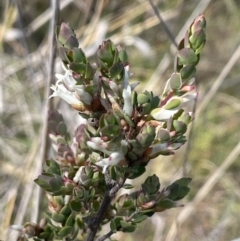 Brachyloma daphnoides (Daphne Heath) at Mount Majura - 16 Sep 2023 by HaukeKoch