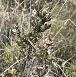 Brachyloma daphnoides at Majura, ACT - 16 Sep 2023
