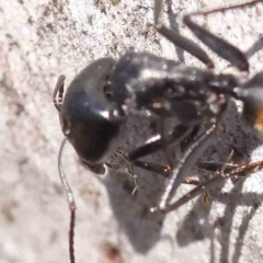 Camponotus aeneopilosus (A Golden-tailed sugar ant) at Bruce Ridge to Gossan Hill - 16 Sep 2023 by ConBoekel