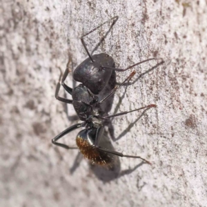 Camponotus aeneopilosus at Bruce, ACT - 16 Sep 2023