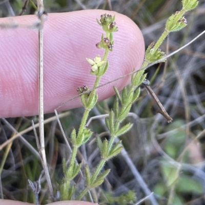 Galium gaudichaudii (Rough Bedstraw) at Mount Majura - 16 Sep 2023 by HaukeKoch