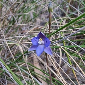 Thelymitra simulata at Captains Flat, NSW - suppressed