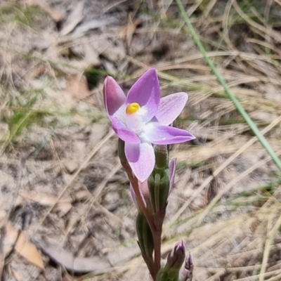 Thelymitra sp. (A Sun Orchid) at Captains Flat, NSW - 4 Dec 2022 by Csteele4