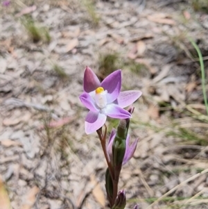 Thelymitra sp. at Captains Flat, NSW - 4 Dec 2022