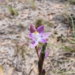 Thelymitra sp. at Captains Flat, NSW - 4 Dec 2022