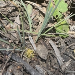 Lomandra bracteata (Small Matrush) at Mount Majura - 16 Sep 2023 by HaukeKoch