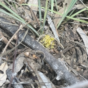 Lomandra bracteata at Hackett, ACT - 16 Sep 2023 12:56 PM