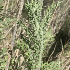 Senecio bathurstianus (Rough Fireweed) at Mount Majura - 16 Sep 2023 by HaukeKoch
