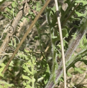 Senecio bathurstianus at Hackett, ACT - 16 Sep 2023