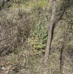 Senecio bathurstianus at Hackett, ACT - 16 Sep 2023