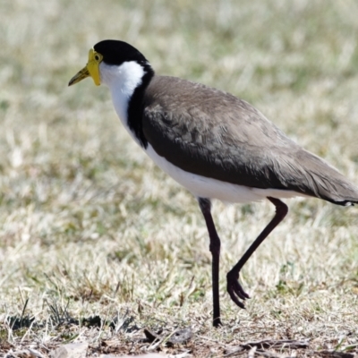 Vanellus miles (Masked Lapwing) at Victoria Point, QLD - 28 Aug 2023 by PJH123