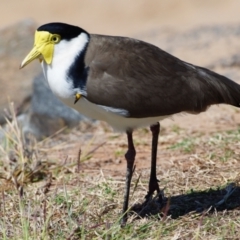Vanellus miles at Victoria Point, QLD - 28 Aug 2023 12:49 PM